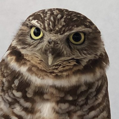 huo18631299's profile picture. webライター歴1年目｜勧誘はご遠慮願います