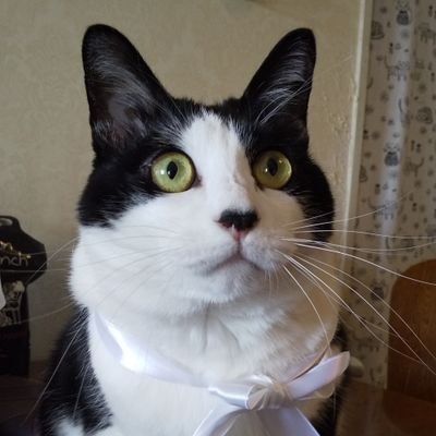 keittoki's profile picture. 小説、音楽、映画、舞台、絵画…芸術を心から愛しています！また、支持政党はありませんが、日本人ファーストで日本を守る日本人の政治家を探して応援します！なお、DMは受け付けていません。 DMではなくリプでお願いします！