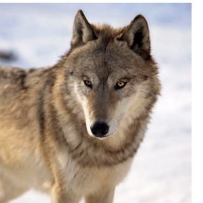 DVjeter's profile picture. 🇦🇱🇦🇱🇦🇱🇦🇱