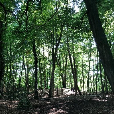 OPSForest's profile picture. Every child has the opportunity to take part in Forest School. We are incredibly fortunate to be surrounded by 60 acres of grounds to learn in and explore.