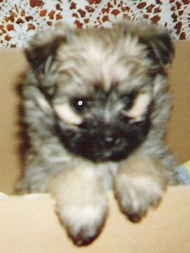 purple_dreaming's profile picture. Board Gamer, X Files fan, mother, wife, Celebrant