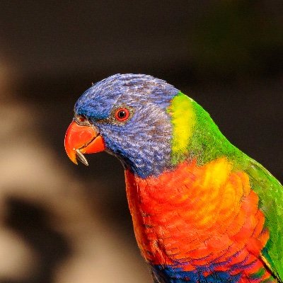 Amateur photographer interested in bird, wildlife and nature photography. Living in Canberra but regularly visiting NSW. I hope you enjoy the photos.