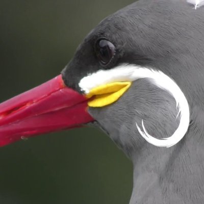 zfc_jp_en's profile picture. Official BOT "Zoo Friends Channel". It regularly tweets excerpts from over 15,000 videos taken at zoos and aquariums. Japanese @zfc_jp Admin @kemosnow HP https://t.co/PIchRtQt6L