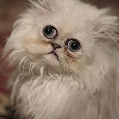 SunetCled's profile picture. 