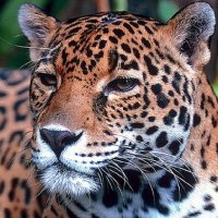 JaguarCat(@JaguarCat_) 's Twitter Profile Photo