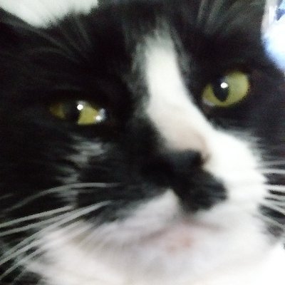 Nico_nico992's profile picture. Ni idea