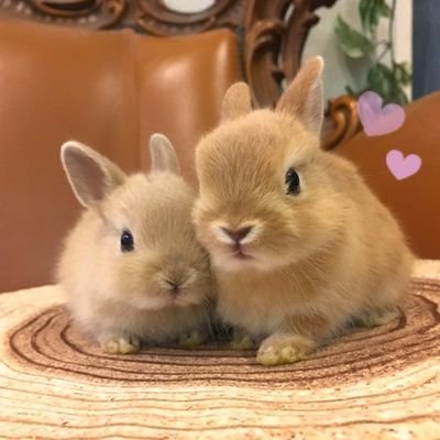 🐺🐱、🐱🐺
これらを愛して日々生きている生命体。
かなり昔に成人済。
基本読む専門鍵垢。取り扱い危険ジャンルなので本人公式事務所に迷惑を掛けず他言無用個人で楽しみ他者には何も話さず。黙って愛でます。