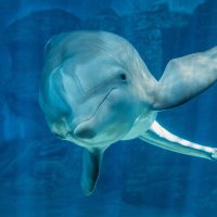 Winter Dolphin (@winterdolphin) 's Twitter Profile