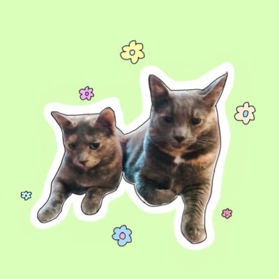 Cat sisters Stormy (rescued 01/31/19) and Ivy (rescued 02/22/20) 🌸🌻🌹