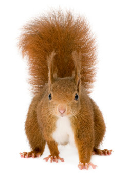 websqurl's profile picture. If you have a website but no one can find it, do you really have a web presence?   --  Geek and proud of it.  Love Bitcoin and nuts!