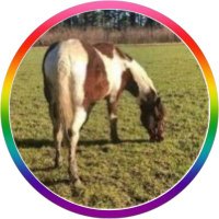 Lin Wood’s Horse 🎠(@Linshorse) 's Twitter Profile Photo