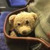 Mr FH Bear (@mrfhbear) Twitter profile photo Mr FH Bear (@mrfhbear) Twitter profile photo