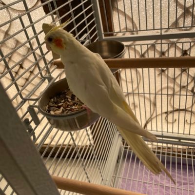 3badixi's profile picture. 