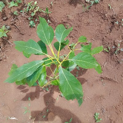 Edward_Kipkurui's profile picture. Passionate Farmer- IDairy Cows & GoatsI Crops I Poultry I Fruits I
Starting small, aiming excellence.