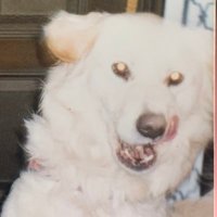 いずむ(ت) (ت) (@mellooooow83) 's Twitter Profile Photo いずむ(ت) (ت) (@mellooooow83) 's Twitter Profile Photo