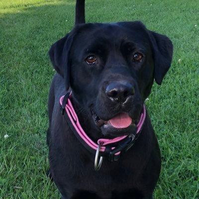 officialLabtest's profile picture. My name Amy I Magnums sisfur. I lab x staffie. Bark at people and dogs but frendly. Official snuggle monster