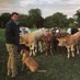 Newton Farms (@george_hurrell) Twitter profile photo Newton Farms (@george_hurrell) Twitter profile photo
