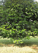 caihoo8's profile picture. Concern about healthcare and food safety