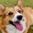 momo_corgi