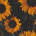 Sun Flower (@Sunflowerr306) Twitter profile photo