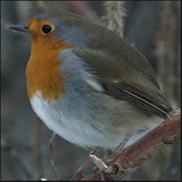 This is my personal account so don’t expect much gaming stuff | Main account: @the_obese_birb |