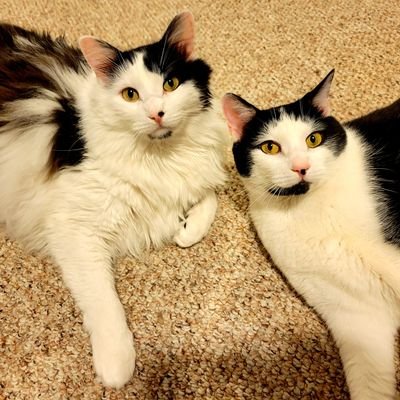 Meow! We are brothers. We love to cuddle and purr. We love our Mommy and Daddy! We hope to help other kittens and cats get adopted and find their #fureverhomes!