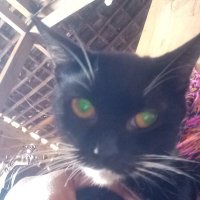 Toetut04 (@toetut041) 's Twitter Profile