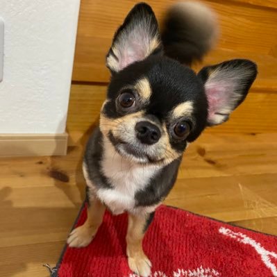 まろきち君 フォローお待ちしてます 再編集してみました 答えはこちらから T Co 9lqzddhdkx Youtubeより Marokiti Kun 犬 ふわもこ部 いぬすたぐらむ 愛犬 犬のいる暮らし わんこ ペット いぬのきもち 犬好きな人と繋がりたい まろきち君 フォローお待ちしてます 再編集してみました 答えはこちらから T Co 9lqzddhdkx Youtubeより Marokiti Kun 犬 ふわもこ部 いぬすたぐらむ 愛犬 犬のいる暮らし わんこ ペット いぬのきもち 犬好きな人と繋がりたい