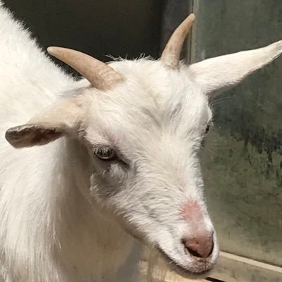 ヤギピさんのプロフィール画像