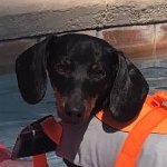 I like dachshunds, democracy and decency.
Pretty much in that order . . .