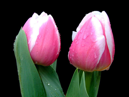 Can't decide and working with a budget? Then worry not! We are here to give you beautiful flowers at reasonable prices!