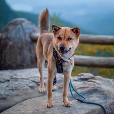 jindojourney's profile picture. DaeSu of Yooshin Kwest BCAT TKA. AKC Korean Jindo. Very good girl. Preserve and protect historic breeds✨