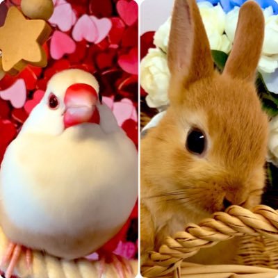 クリーム文鳥くう&りむ 🐥🐥 うさぎのラビ🐰 1代目フク🐥 2代目まる🐥夫の文鳥シロ&チロル 🕊️🐧かいぬしのお仕事は新体操のせんせい👩