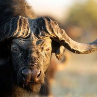 Buffalodash (@buffalodash) 's Twitter Profile Photo