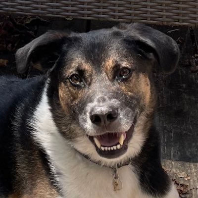 CYOJwithAmy's profile picture. I am all that I can be and that has to be good enough.