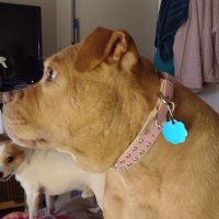 Rhonda Ellison (@damageb52) 's Twitter Profile