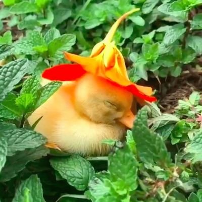 QuACC (like a duck) is a group that distributes the means of feeling hot &or dykey &or masc &or monstrous &or femme &or slutty &or comfy &or... 🏴🌈