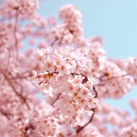 nuttcosa (@nuttcosa) 's Twitter Profile