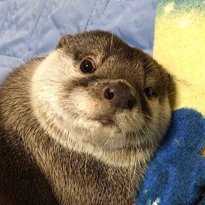 Otter Anko and Dai (@Otter_Dai) / X Otter Anko and Dai (@Otter_Dai) / X