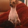 jandbob's profile picture. Aspiring Author, Husband to Bob and Mommy to our 4 Toy Fox Terriers Sara, Sophie, Tachi and Ellie... I Love my life! Everyone should be this Happy..!!