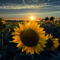 khim_MG☀🌻_ (@khim_030) 's Twitter Profile