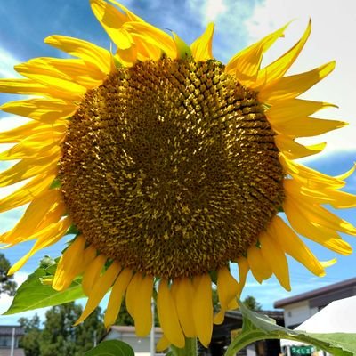 地方のエンジニア|インフラもアプリ開発も何でもやる|生成AIを楽しく勉強中|地方Uターン|ITガジェット好き|競馬とラーメン