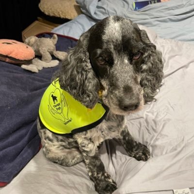 Therapy Dog Ambassador for Therapy Dogs Nationwide working in the London/South East area