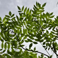 Onnen (@2ohamadryad) 's Twitter Profile Photo