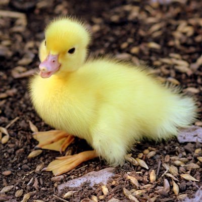 Mamma of twins under anger management. Minarchist and 2a apologist. 💋 ❤️ Too much time in the pharma industry. Hate quacks and biologists. Love all 🦆.