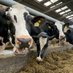 Trawsgoed Farm (@trawsgoedfarm) Twitter profile photo Trawsgoed Farm (@trawsgoedfarm) Twitter profile photo