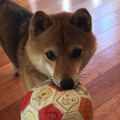 『おじさんのぼうしはどこいった?』という絵本を翻訳しました。この機会にやっとtwitterデビューします。不慣れですがよろしくお願いします。 息子たちのサッカーを応援するのが週末の楽しみ。子どもの本、ミニシアター系の映画、あまのじゃくなゴマ柴が好きです。やまねこ翻訳クラブ会員。