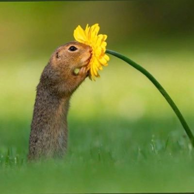 fronezis's profile picture. башкирский мёд ваших страстей