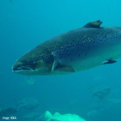 A large research project targeting genetic resistance to sea lice in Atlantic salmon using CRISPR technology, funded by BBSRC, SAIC, and Benchmark PLC.