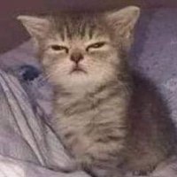 cordobesgriingo (@cordobesgriingo) 's Twitter Profile